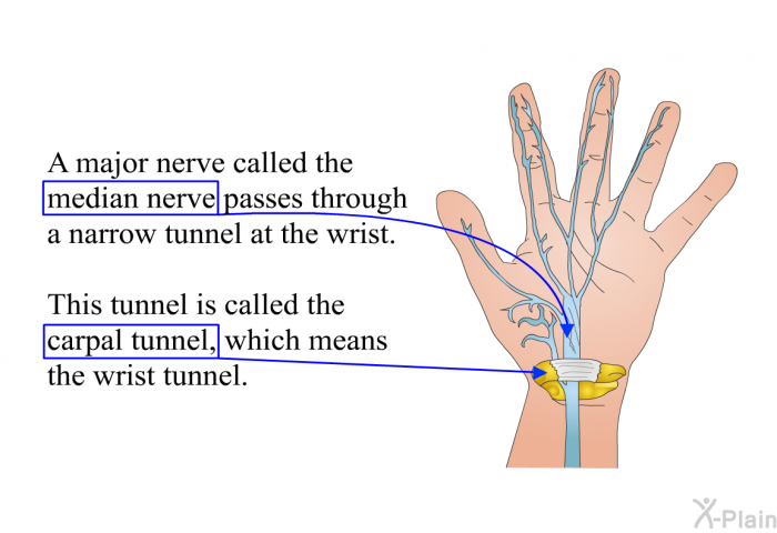 A major nerve called the median nerve passes through a narrow tunnel at the wrist. This tunnel is called the carpal tunnel, which means the wrist tunnel.