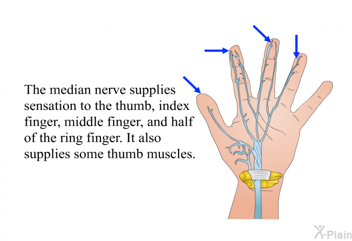 The median nerve supplies sensation to the thumb, index finger, middle finger, and half of the ring finger. It also supplies some thumb muscles.