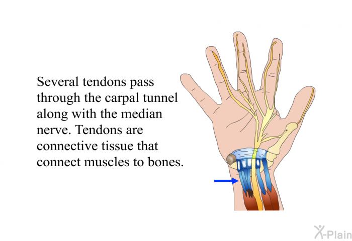 Several tendons pass through the carpal tunnel along with the median nerve. Tendons are connective tissue that connect muscles to bones.