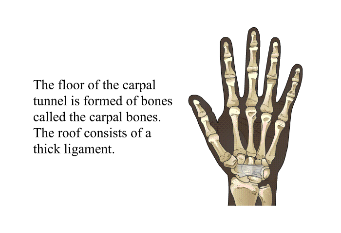 The floor of the carpal tunnel is formed of bones called the carpal bones. The roof consists of a thick ligament.