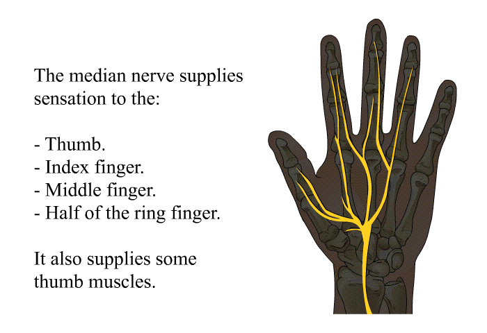 The median nerve supplies sensation to the:  Thumb. Index finger. Middle finger. Half of the ring finger.  
 It also supplies some thumb muscles.