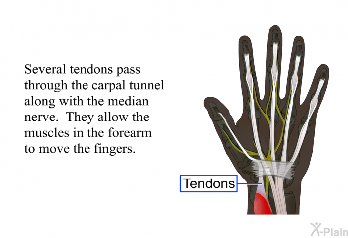 Several tendons pass through the carpal tunnel along with the median nerve. They allow the muscles in the forearm to move the fingers.