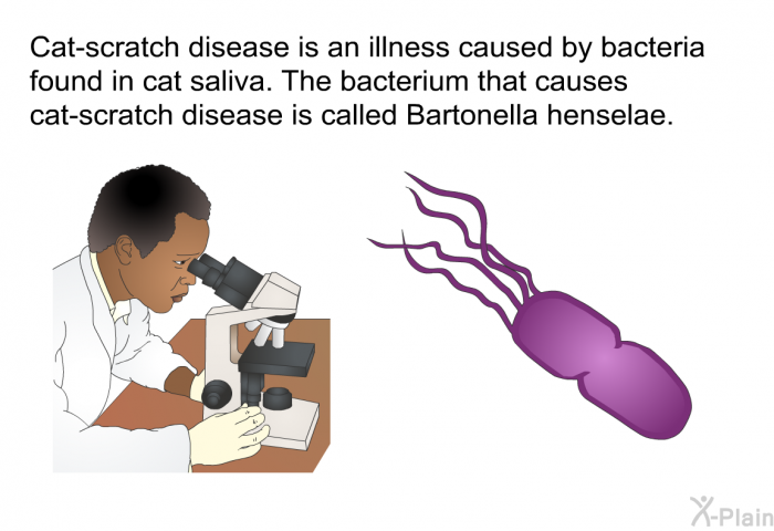 Cat-scratch disease is an illness caused by bacteria found in cat saliva. The bacterium that causes cat-scratch disease is called <I>Bartonella henselae</I>.