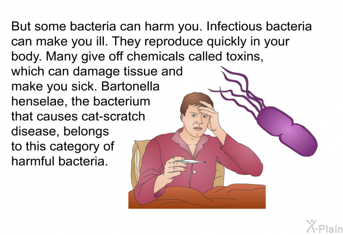 But some bacteria can harm you. Infectious bacteria can make you ill. They reproduce quickly in your body. Many give off chemicals called toxins, which can damage tissue and make you sick. Bartonella henselae, the bacterium that causes Cat-scratch disease, belongs to this category of harmful bacteria.