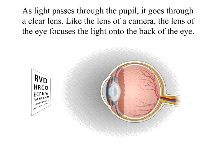 As light passes through the pupil, it goes through a clear lens. Like the lens of a camera, the lens of the eye focuses the light onto the back of the eye.