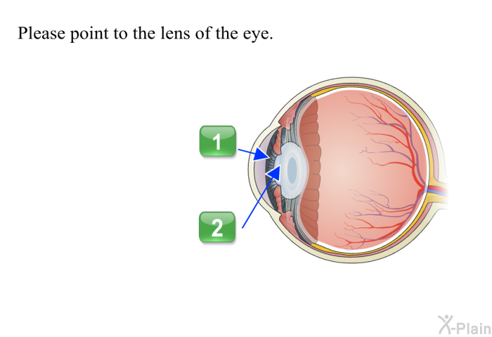Please point to the lens of the eye.