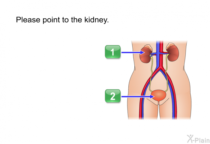 Please point to the kidney.