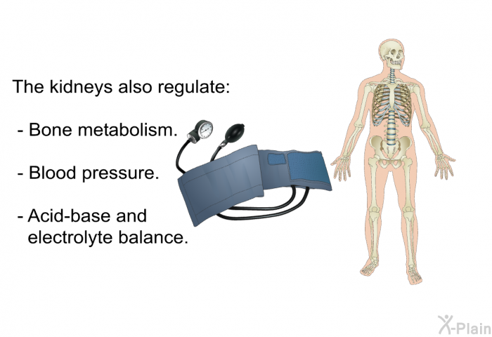 The kidneys also regulate:  Bone metabolism. Blood pressure. Acid-base and electrolyte balance.