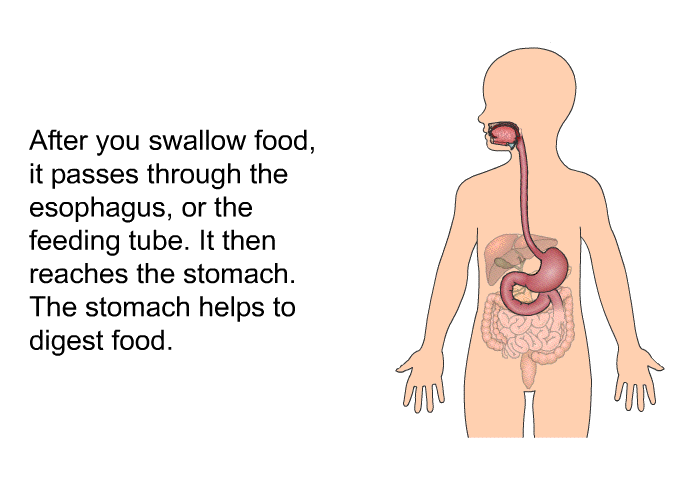 After you swallow food, it passes through the esophagus, or the feeding tube. It then reaches the stomach. The stomach helps to digest food.