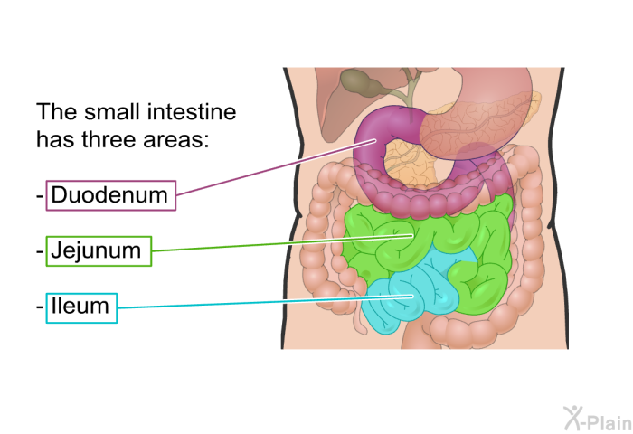 The small intestine has three areas:  Duodenum Jejunum Ileum