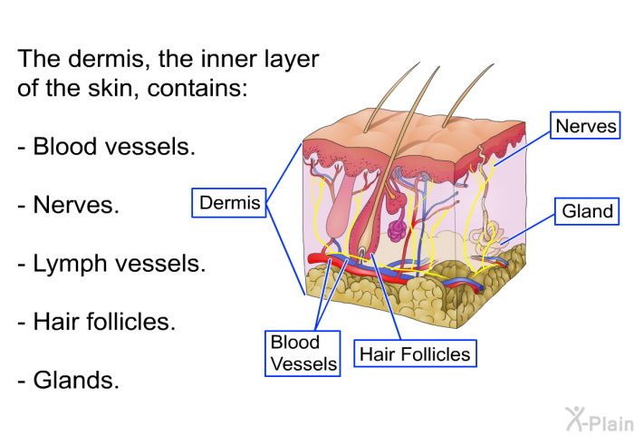 The dermis, the inner layer of the skin, contains:  Blood vessels. Nerves. Lymph vessels. Hair follicles. Glands.