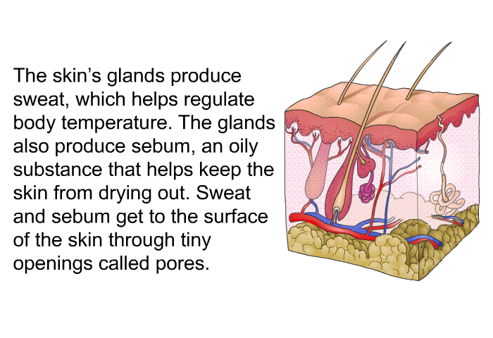 The skin's glands produce sweat, which helps regulate body temperature. The glands also produce sebum, an oily substance that helps keep the skin from drying out. Sweat and sebum get to the surface of the skin through tiny openings called pores.