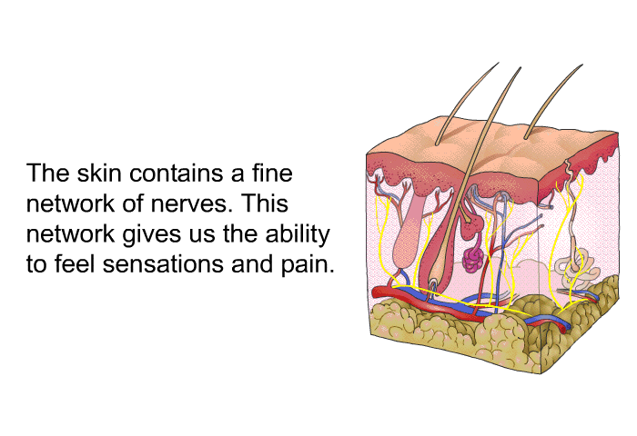The skin contains a fine network of nerves. This network gives us the ability to feel sensations and pain.