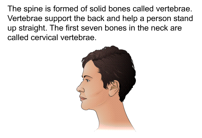 The spine is formed of solid bones called vertebrae. Vertebrae support the back and help a person stand up straight. The first seven bones in the neck are called cervical vertebrae.