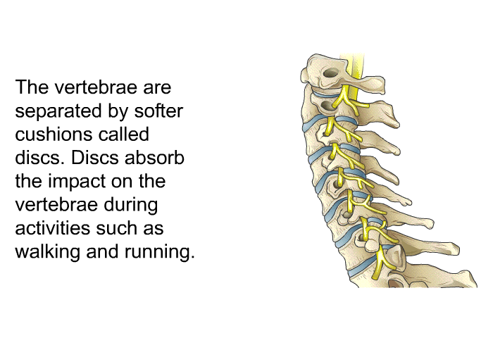 The vertebrae are separated by softer cushions called discs. Discs absorb the impact on the vertebrae during activities such as walking and running.