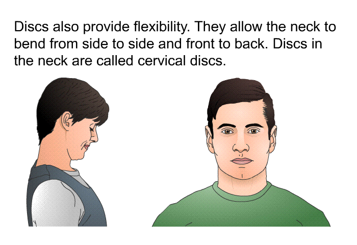 Discs also provide flexibility. They allow the neck to bend from side to side and front to back. Discs in the neck are called cervical discs.