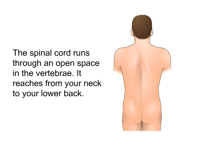 The spinal cord runs through an open space in the vertebrae. It reaches from your neck to your lower back.