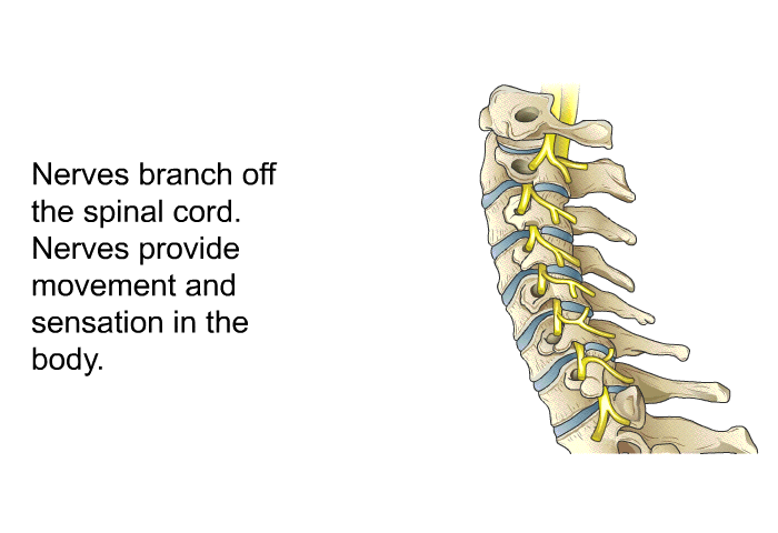 Nerves branch off the spinal cord. Nerves provide movement and sensation in the body.