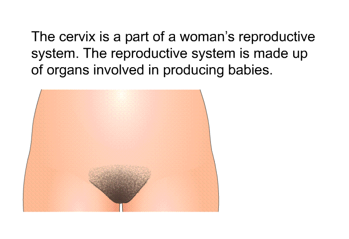 The cervix is a part of a woman's reproductive system. The reproductive system is made up of organs involved in producing babies.