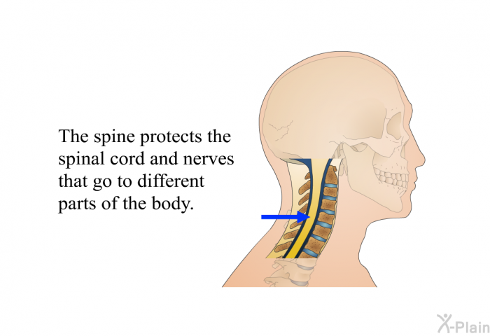 The spine protects the spinal cord and nerves that go to different parts of the body.