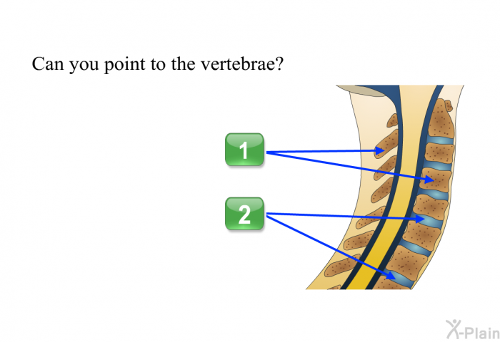 Can you point to the vertebrae? Press A or B