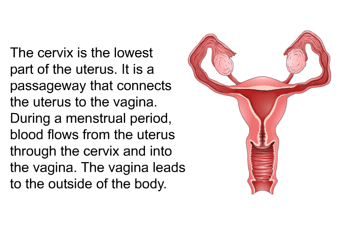 The cervix is the lowest part of the uterus. It is a passageway that connects the uterus to the vagina. During a menstrual period, blood flows from the uterus through the cervix and into the vagina. The vagina leads to the outside of the body.