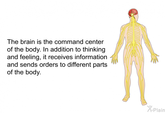 The brain is the command center of the body. In addition to thinking and feeling, it receives information and sends orders to different parts of the body.