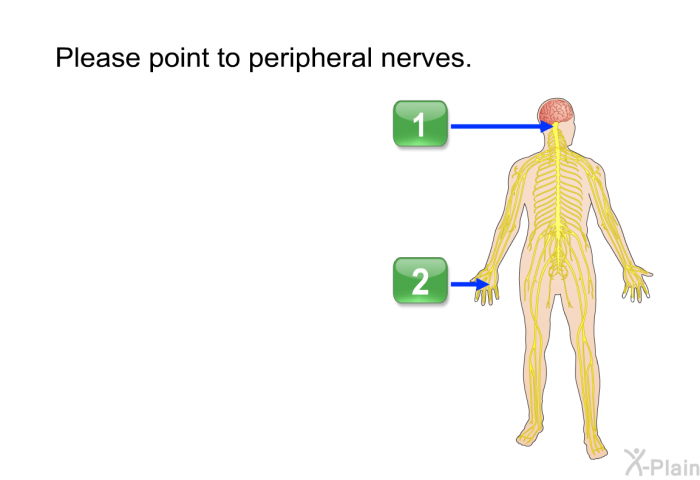 Please point to peripheral nerves.