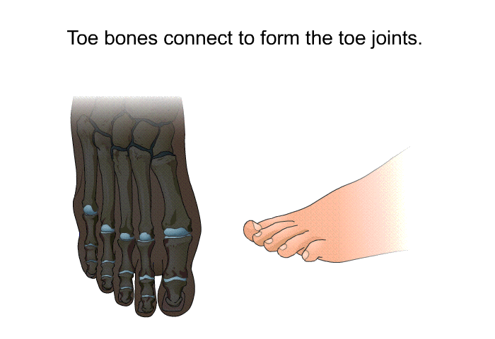 Toe bones connect to form the toe joints.