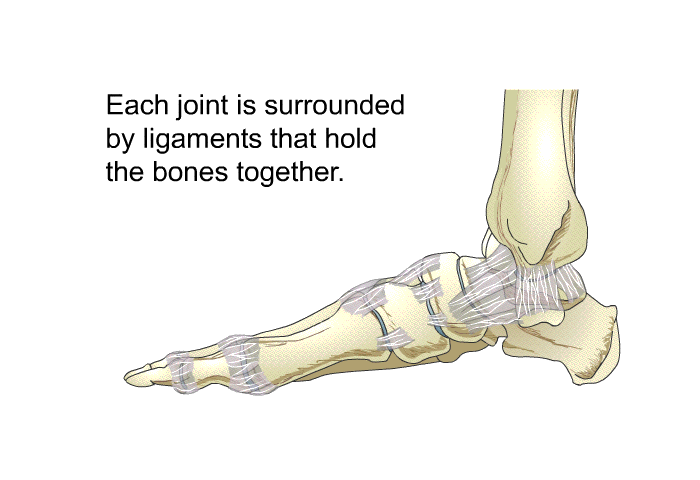 Each joint is surrounded by ligaments that hold the bones together.