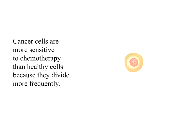 Cancer cells are more sensitive to chemotherapy than healthy cells because they divide more frequently.