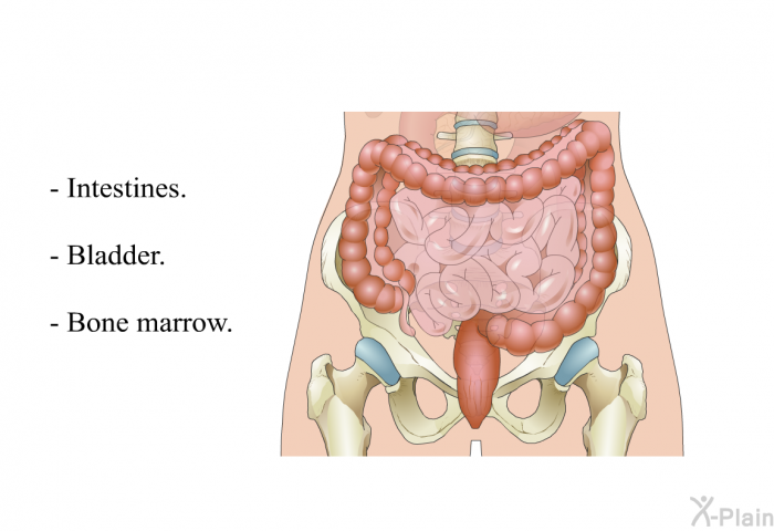 Intestines. Bladder. Bone marrow.