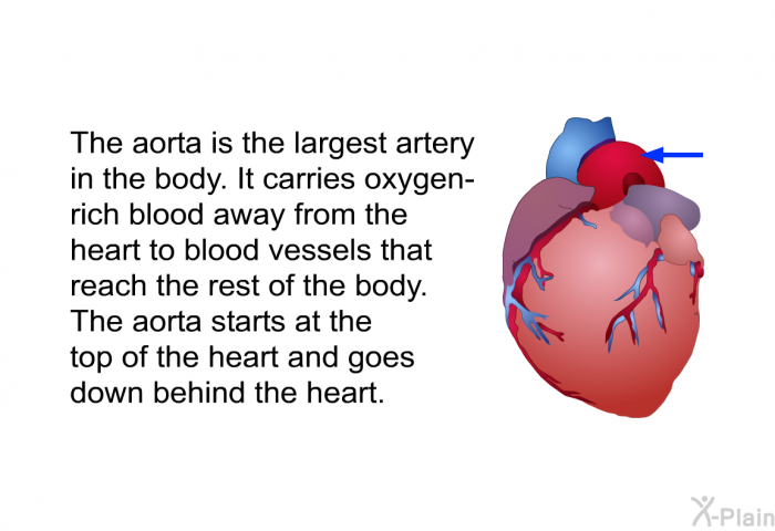The aorta is the largest artery in the body. It carries oxygen-rich blood away from the heart to blood vessels that reach the rest of the body. The aorta starts at the top of the heart and goes down behind the heart.