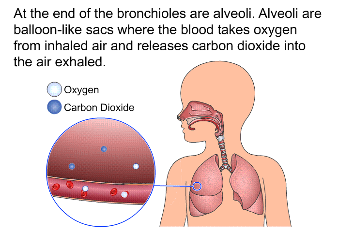 At the end of the bronchioles are alveoli. Alveoli are balloon-like sacs where the blood takes oxygen from inhaled air and releases carbon dioxide into the air exhaled.
