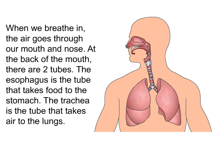 When we breathe in, the air goes through our mouth and nose. At the back of the mouth, there are 2 tubes. The esophagus is the tube that takes food to the stomach. The trachea is the tube that takes air to the lungs.
