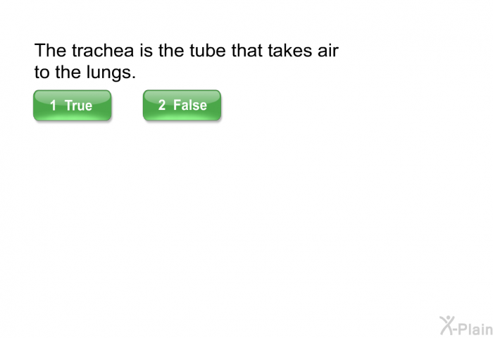 The trachea is the tube that takes air to the lungs.