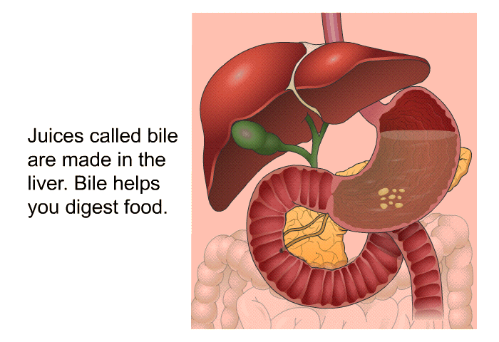Juices called bile are made in the liver. Bile helps you digest food.