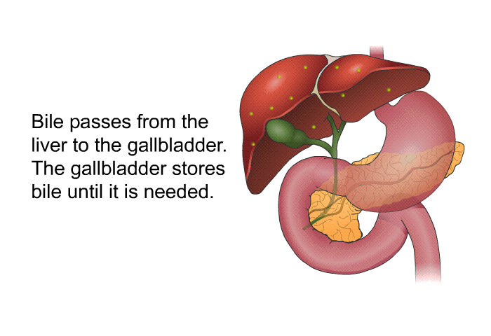 Bile passes from the liver to the gallbladder. The gallbladder stores bile until it is needed.