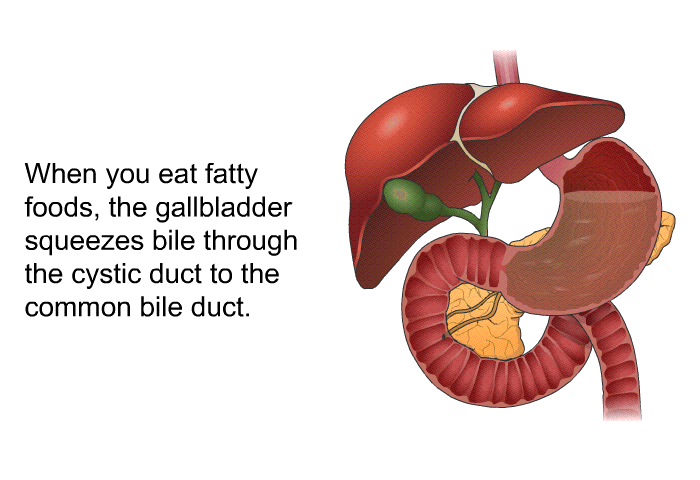 When you eat fatty foods, the gallbladder squeezes bile through the cystic duct to the common bile duct.
