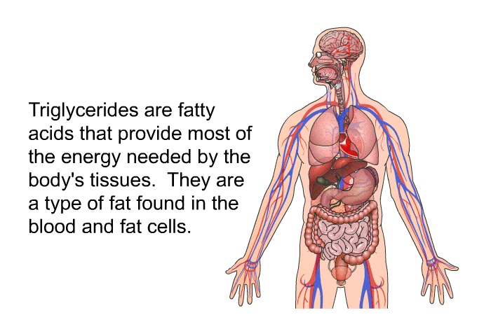 Triglycerides are fatty acids that provide most of the energy needed by the body's tissues. They are a type of fat found in the blood and fat cells.