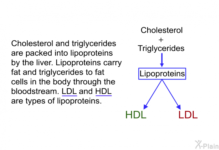 Cholesterol and triglycerides are packed into lipoproteins by the liver. Lipoproteins carry fat and triglycerides to fat cells in the body through the bloodstream. LDL and HDL are types of lipoproteins.