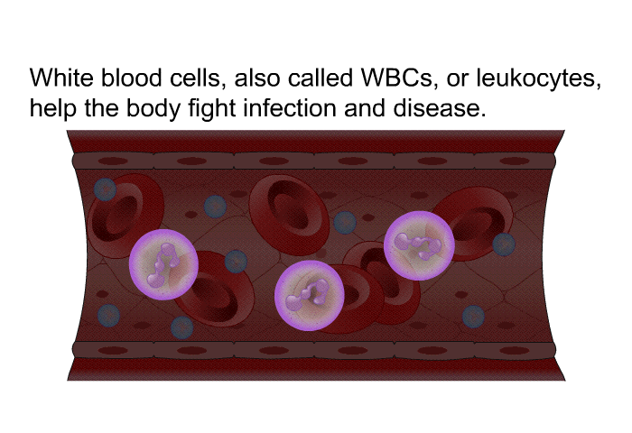 White blood cells, also called WBCs, or leukocytes, help the body fight infection and disease.
