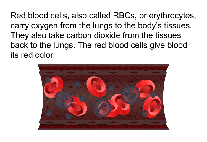 Red blood cells, also called RBCs, or erythrocytes, carry oxygen from the lungs to the body's tissues. They also take carbon dioxide from the tissues back to the lungs. The red blood cells give blood its red color.