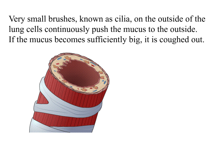 Very small brushes, known as cilia, on the outside of the lung cells continuously push the mucus to the outside. If the mucus becomes sufficiently big, it is coughed out.