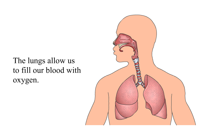 The lungs allow us to fill our blood with oxygen.