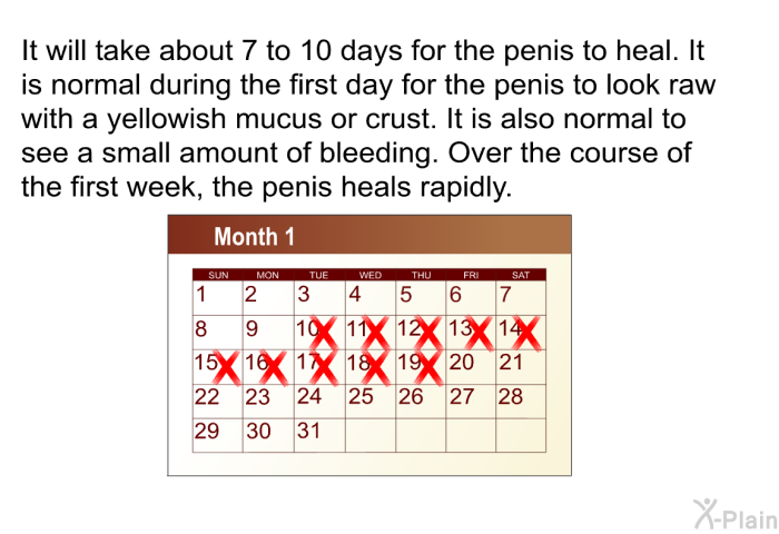 It will take about 7 to 10 days for the penis to heal. It is normal during the first day for the penis to look raw with a yellowish mucus or crust. It is also normal to see a small amount of bleeding. Over the course of the first week, the penis heals rapidly.
