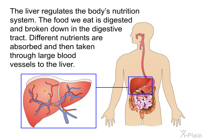 The liver regulates the body's nutrition system. The food we eat is digested and broken down in the digestive tract. Different nutrients are absorbed and then taken through large blood vessels to the liver.