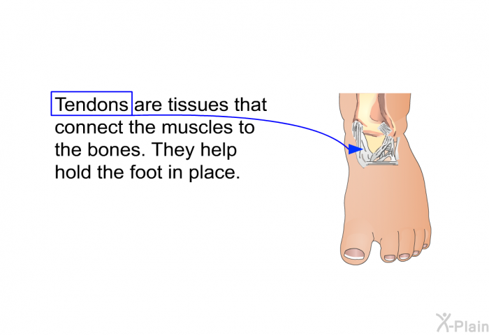 Tendons are tissues that connect the muscles to the bones. They help hold the foot in place.