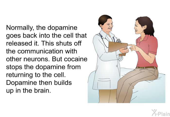 Normally, the dopamine goes back into the cell that released it. This shuts off the communication with other neurons. But cocaine stops the dopamine from returning to the cell. Dopamine then builds up in the brain.