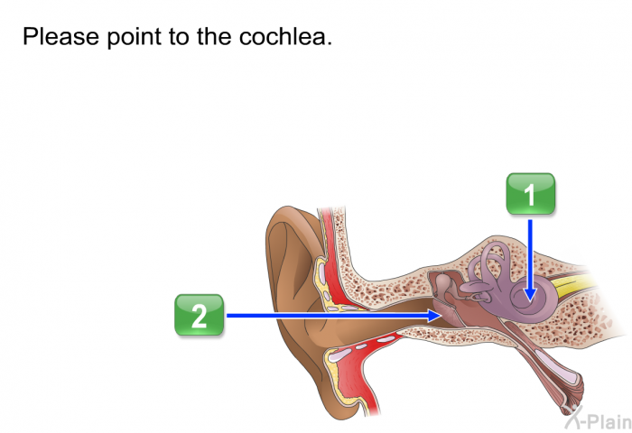 Please point to the cochlea.